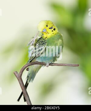Budgerigar, Budgie (Melopsittacus undulatus). Le mâle raye sa tête avec un pied. Allemagne Banque D'Images