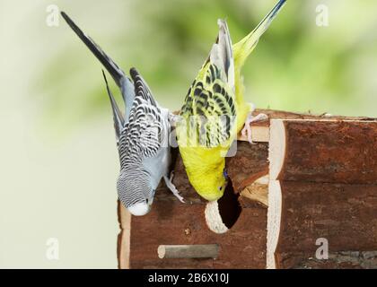 Budgerigar, Budgie (Melopsittacus undulatus). Couple inspectant une boîte de nid. Allemagne Banque D'Images