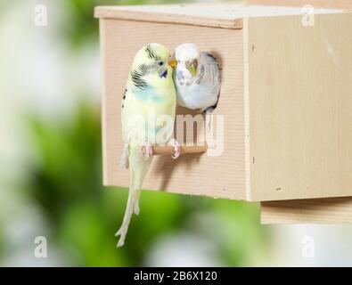 Budgerigar, Budgie (Melopsittacus undulatus). Couple tendre à une boîte de nid. Allemagne Banque D'Images