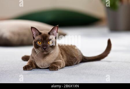 Chat birman. Jeune allongé dans un appartement. Allemagne Banque D'Images