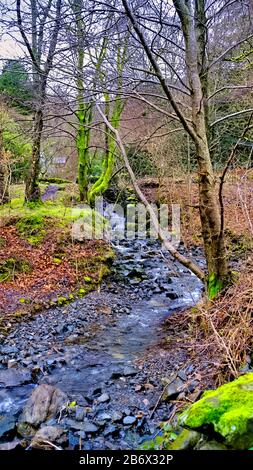 Ruisseau de forêt qui coule sur des arbres et des roches couverts de mousse Banque D'Images