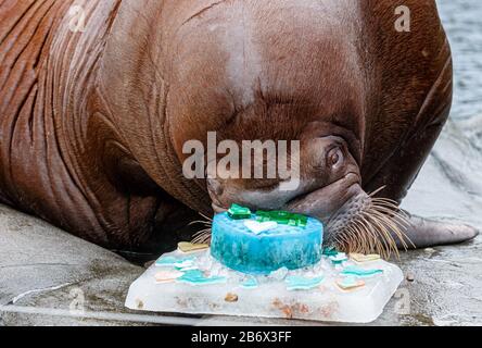 Hambourg, Allemagne. 12 mars 2020. Le morse 'Thor' vérifie un gâteau d'adieu fait de poisson, de moules et de crème glacée, que ses gardiens lui ont donné. Le taureau de morse, né à Hagenbeck le 15 juin 2014, quitte le zoo et se rend au zoo de Pairi Daiiza à Brugelette, Belgique, au sud-ouest de Bruxelles, dans le cadre d'un programme de reproduction. Crédit: Markus Scholz/Dpa/Alay Live News Banque D'Images