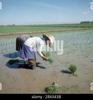 Les filles transplantent des petits plants de riz (Oryza sativa) en rangées dans un paddy rempli d'eau, Luzon, Philippines, février Banque D'Images