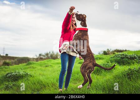 Jeune femme avec un manteau rouge et un Jean de formation American Staffordshire terrier sur le terrain Banque D'Images