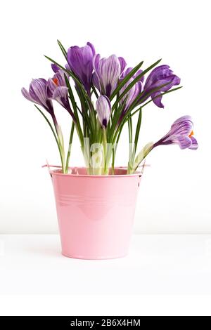 Crocuses violettes dans un seau rose sur une table blanche contre un mur blanc Banque D'Images