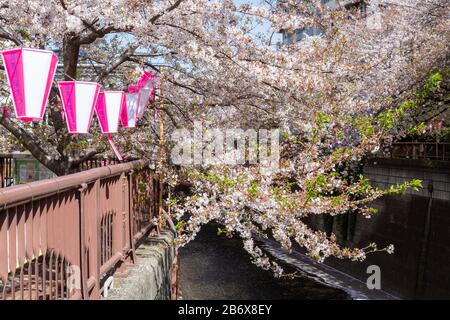 Lanternes roses Celebtrate cerisier fleuris saison à Nakameguro, Tokyo, Japon Banque D'Images