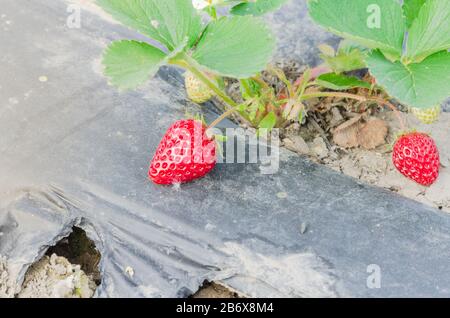 Fraises rouges vives biologiques sur paillis en plastique noir prêtes à la récolte à Washington, États-Unis Banque D'Images