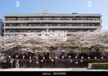 Un homme photographie des lanternes roses celebtrate cerisier fleuris saison à Nakameguro, Tokyo, Japon, avec des appartements en arrière-plan. Banque D'Images