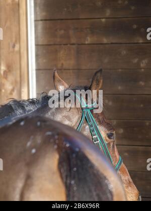 Un cheval de course a été hoté après avoir travaillé sur les gallops. Banque D'Images