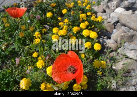 coquelicots sur le champ des pissenlits Banque D'Images