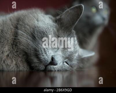 Nebelung chat a pris la tête tout en dormant sur le sol Banque D'Images