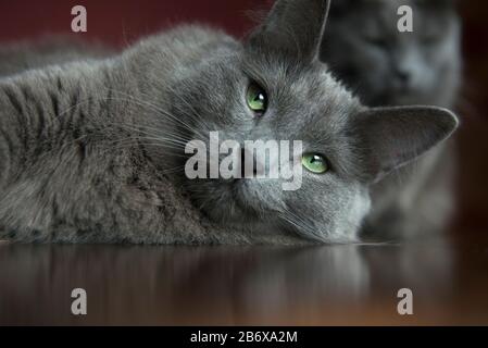 Gros plan sur un chat Nebelung posé sur le sol Banque D'Images