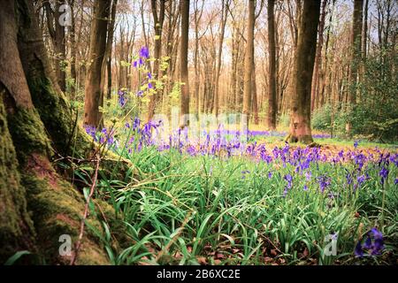 Bluebells à Micheldever Wood, près de Winchester, Hampshire, Royaume-Uni Banque D'Images