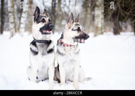 Deux promenades en shpards d'europe de l'est en plein air le jour de l'hiver Banque D'Images