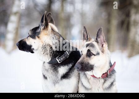 Deux promenades en shpards d'europe de l'est en plein air le jour de l'hiver Banque D'Images