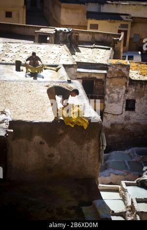 Un travailleur trie des cuirs teints sur un toit dans le quartier des Tanners de Fes, au Maroc Banque D'Images