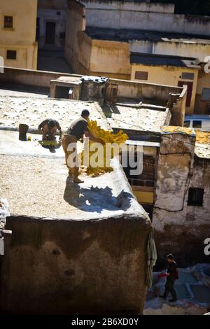 Un travailleur trie des cuirs teints sur un toit dans le quartier des Tanners de Fes, au Maroc Banque D'Images