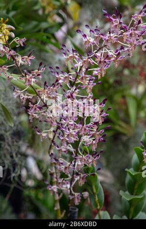 Orchid Dendrobium gouldii vu de près à l'extérieur. Banque D'Images