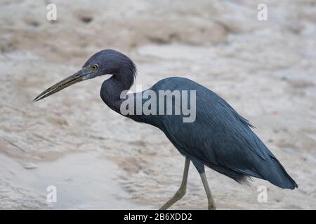 Un petit héron bleu (Egretta caerulea) sur une rivière boueuse au Suriname, en Amérique du Sud Banque D'Images