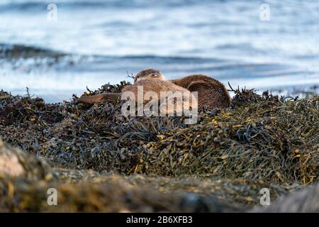 Mère de l'Otter européen (Lutra lutra) et cub dormant sur un lit de varech et s'assèchant après la natation Banque D'Images