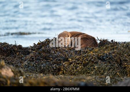 European Otter (Lutra lutra) cub allongé sur le dessus de sa mère sur un lit de varech asléeping avec sa bouche ouverte Banque D'Images