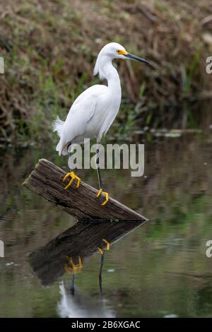 Snowy Egret (Egretta thula) est un oiseau totalement blanc avec des jambes noires et des orteils jaunes conspirants et une note noire Banque D'Images