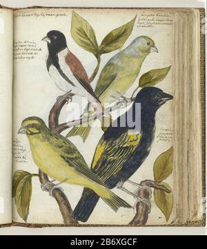 Kaapse vogels couleur Dessin de quatre oiseaux qui apparaissent sur le Cap de Bon espoir. Deux canaries pleine taille, un finch et un starling. Avec inscription. Partie du livre de croquis de Jan Brandes, vol. 1 (1808), p. 91. Fabricant : artiste: Jan BrandesPlaats fabrication: Cape Town Date: 20-Apr-1786-15-mar-1787 Caractéristiques physiques: Aquarelle sur dessin au crayon, peinture couleur: Papier crayon technique: Dimensions du pinceau: H 195 mm × W 155 mm Date 1786 - 1787 Banque D'Images