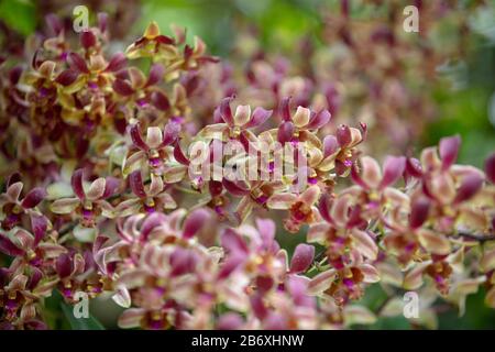 Orchid Dendrobium Zhou Xun vu de près à l'extérieur. Banque D'Images