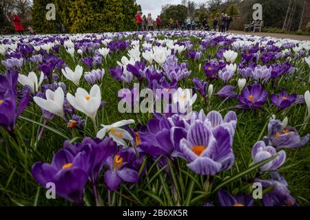 Crocus s'affiche sur la pelouse de Conifer à RHS Wisley, Surrey, Angleterre, Royaume-Uni Banque D'Images