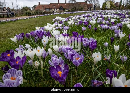 Crocus s'affiche sur la pelouse de Conifer à RHS Wisley, Surrey, Angleterre, Royaume-Uni Banque D'Images