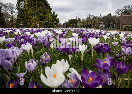 Crocus s'affiche sur la pelouse de Conifer à RHS Wisley, Surrey, Angleterre, Royaume-Uni Banque D'Images