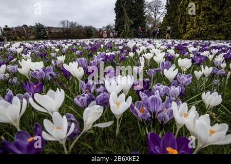 Crocus s'affiche sur la pelouse de Conifer à RHS Wisley, Surrey, Angleterre, Royaume-Uni Banque D'Images