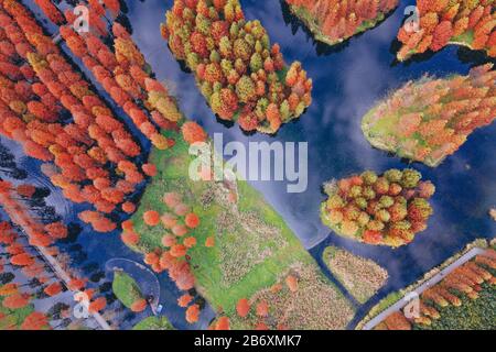 Le métasequoia rouge dans le parc de campagne en automne ont une belle réflexion Banque D'Images