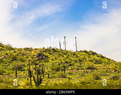 Trois Cactus Saguaro Avec Armoiries Sur Arizona Hilltop Banque D'Images