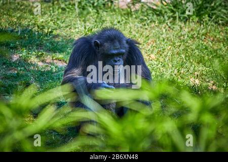 Nom scientifique commun des chimpanzés (Pan troglodytes) Banque D'Images