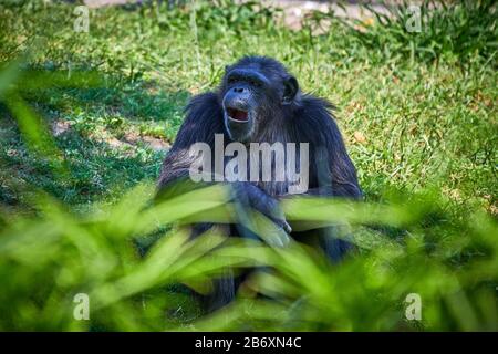 Nom scientifique commun des chimpanzés (Pan troglodytes) Banque D'Images