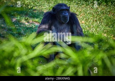 Nom scientifique commun des chimpanzés (Pan troglodytes) Banque D'Images