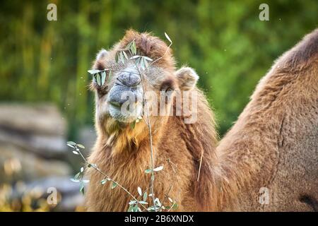 Chameau de Bactriane (Camelus bactrianus) Banque D'Images