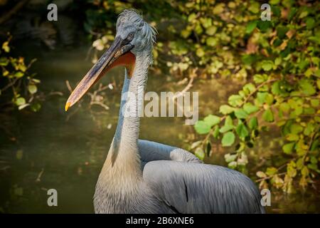 Un grand pélican dalmatien pélican (Pelecanus onocrotalus) gros plan Banque D'Images