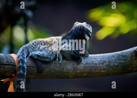 Marmoset à tête blanche (Callithrix geoffroyi) Banque D'Images