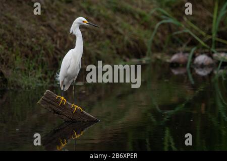 Snowy Egret (Egretta thula) est un oiseau totalement blanc avec des jambes noires et des orteils jaunes conspirants et une note noire Banque D'Images