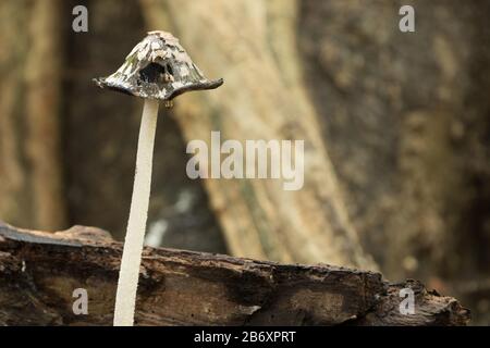 Magpie inkcap (Coprinopsis picacea) dans des bois de hêtre. Surrey, Royaume-Uni. Banque D'Images