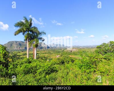 Magnifique vallée de la nature verte avec des arbres en arrière-plan à Cuba. Vue incroyable. Photo de haute qualité Banque D'Images