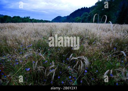 Fleurs de maïs dans le champ d'orge Banque D'Images