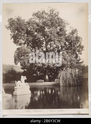 Kamferboom (Laurus camphora) à de tuin van Villa Pallavicini te Pegli Villa Pallavicini Laurus Camfora (objet titel op) partie de l'album de Voyage avec des photos de vu que: Conditions à Gênes, Florence et Venetië. Fabricant : Photographe: Celestino Degoix (attribué à) Lieu de fabrication: Pegli Dating : CA. 1870 - ca. 1890 Caractéristiques physiques: Papier photo technique: Albumen dimensions de l'impression: Photo: H 277 mm × W 215 mm Sujet: Arbres Banque D'Images