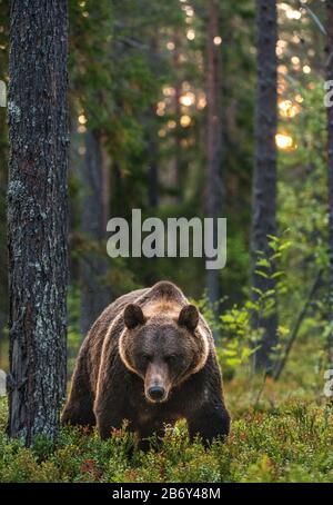 Grand ours marron rétroéclairé. Coucher de soleil forêt en arrière-plan. Mâle adulte d'ours brun dans la forêt d'été. Nom scientifique: Ursus arctos. habita naturelle Banque D'Images