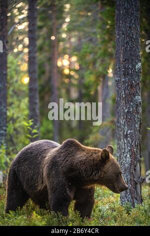 Grand ours marron rétroéclairé. Coucher de soleil forêt en arrière-plan. Mâle adulte d'ours brun dans la forêt d'été. Nom scientifique: Ursus arctos. habita naturelle Banque D'Images