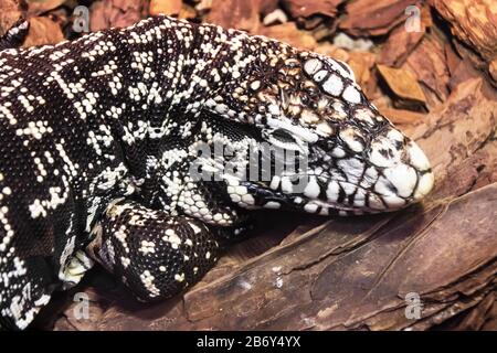 Dormant Noir Et Blanc Argentin Tegu Salvator Merianae Banque D'Images