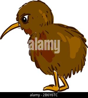 Kiwi Oiseau, illustration, vecteur sur fond blanc. Illustration de Vecteur