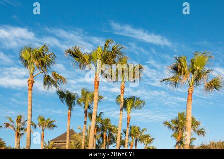 Washingtonia taillé palmiers contre un ciel bleu, Espagne. Banque D'Images